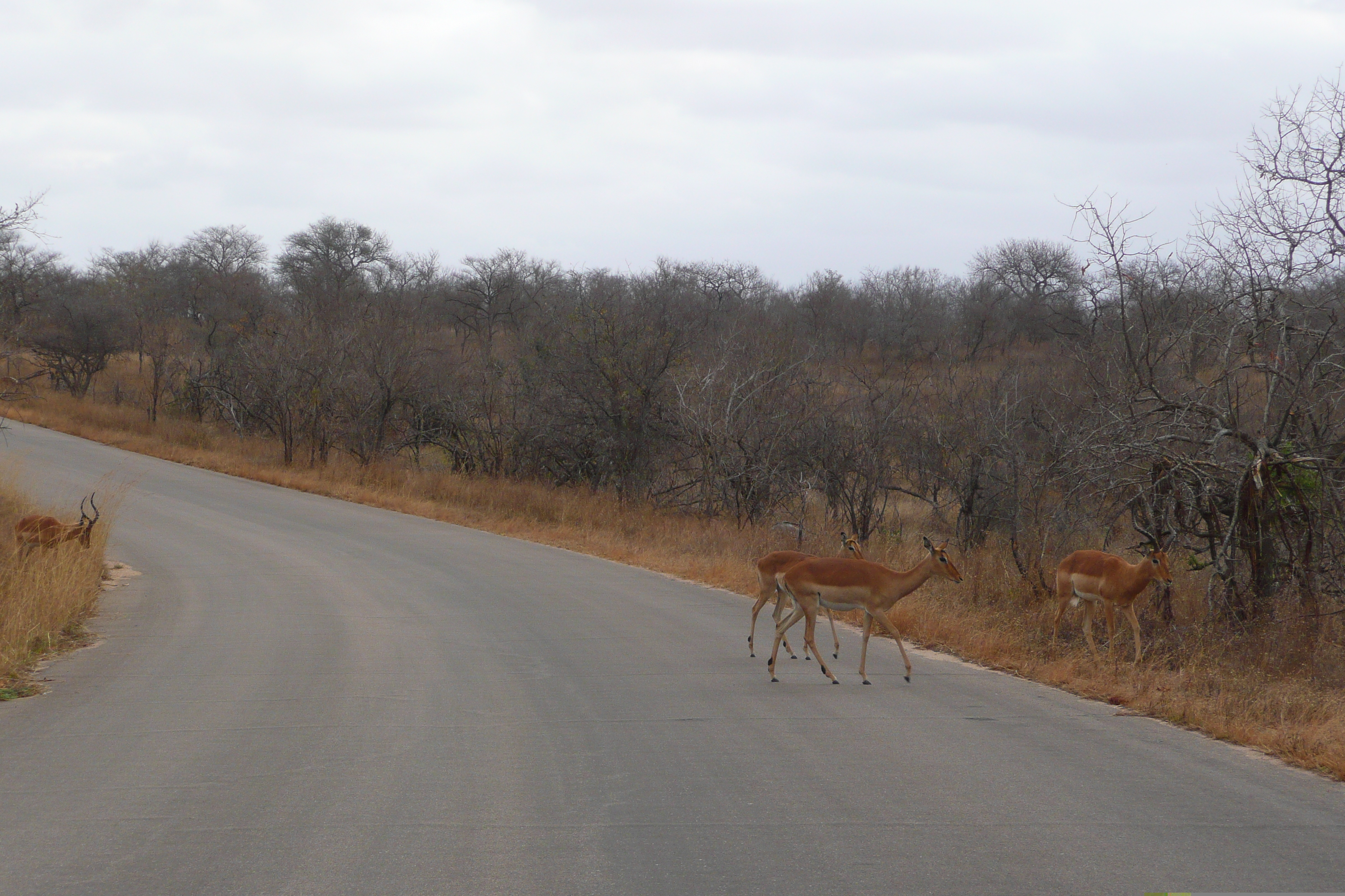 Picture South Africa Kruger National Park 2008-09 50 - History Kruger National Park