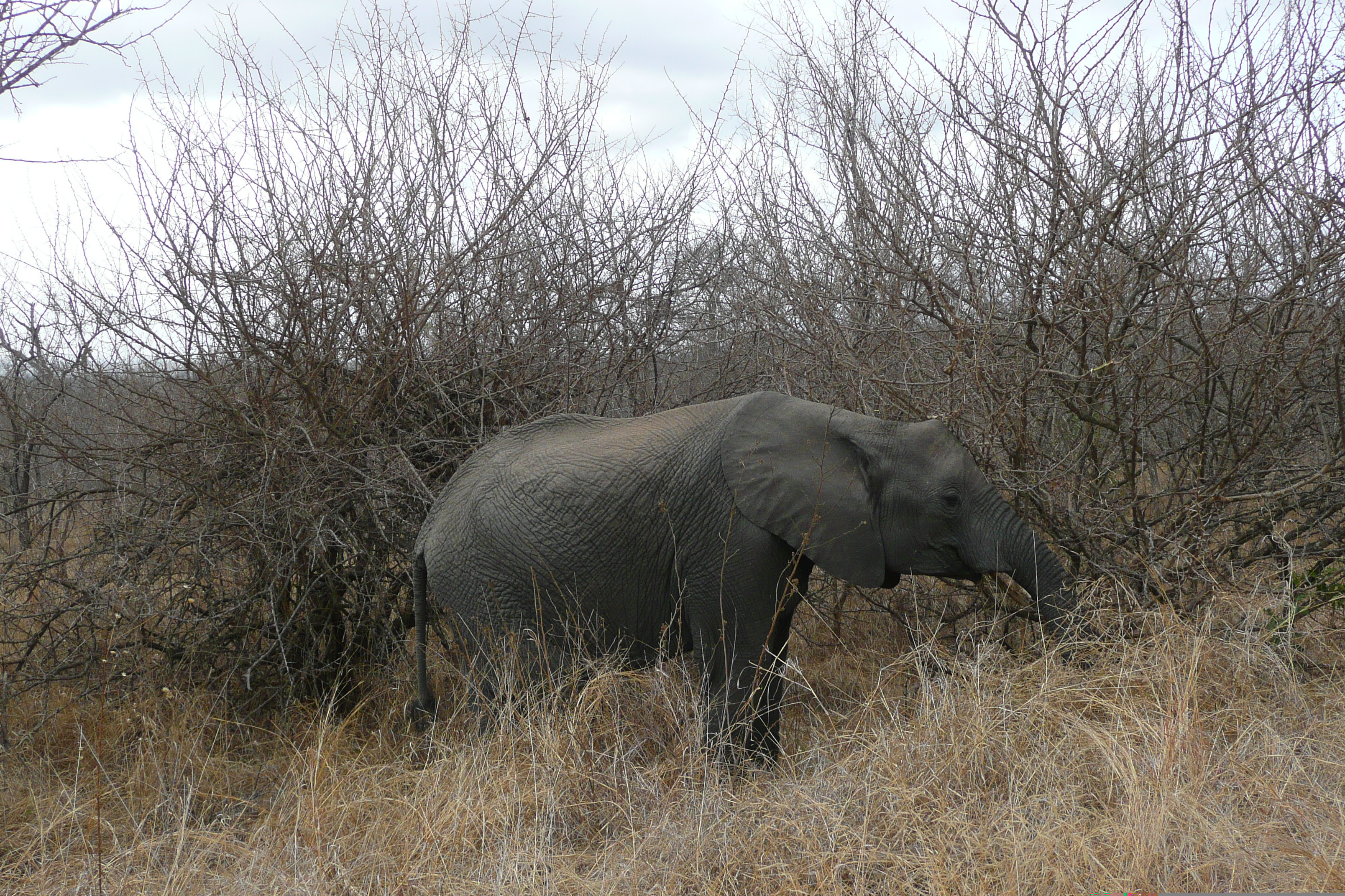 Picture South Africa Kruger National Park 2008-09 96 - History Kruger National Park