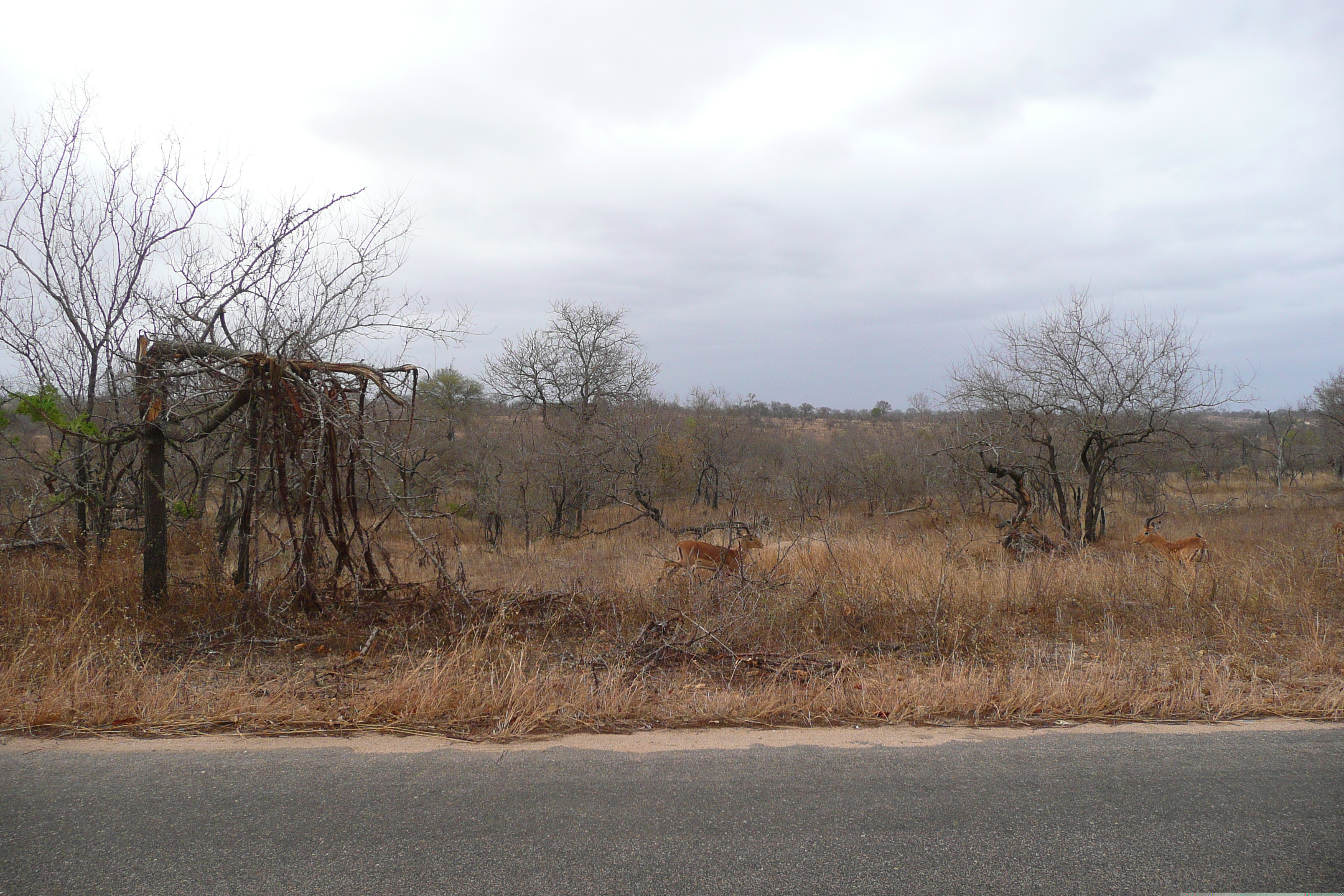 Picture South Africa Kruger National Park 2008-09 53 - Journey Kruger National Park