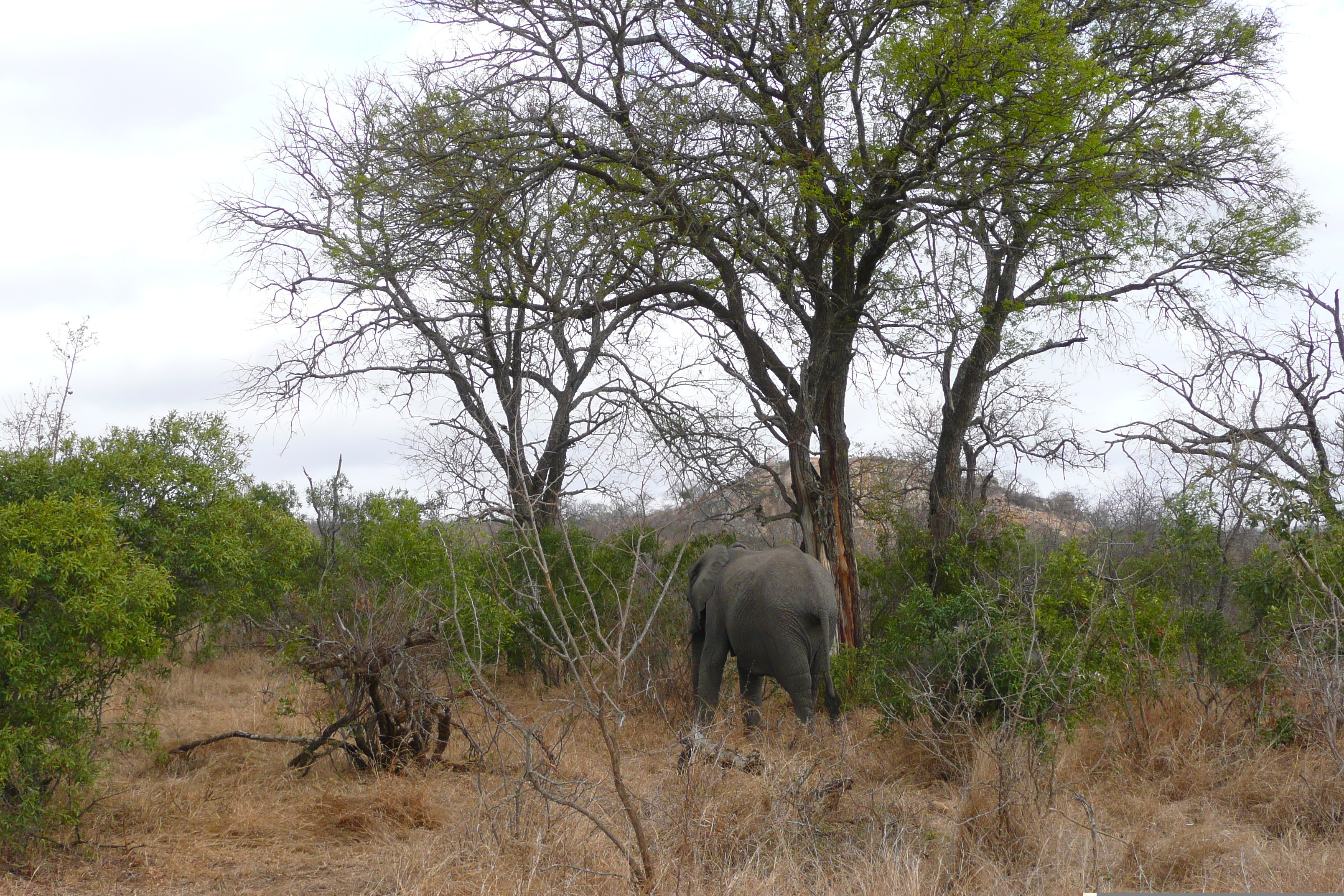 Picture South Africa Kruger National Park 2008-09 88 - History Kruger National Park