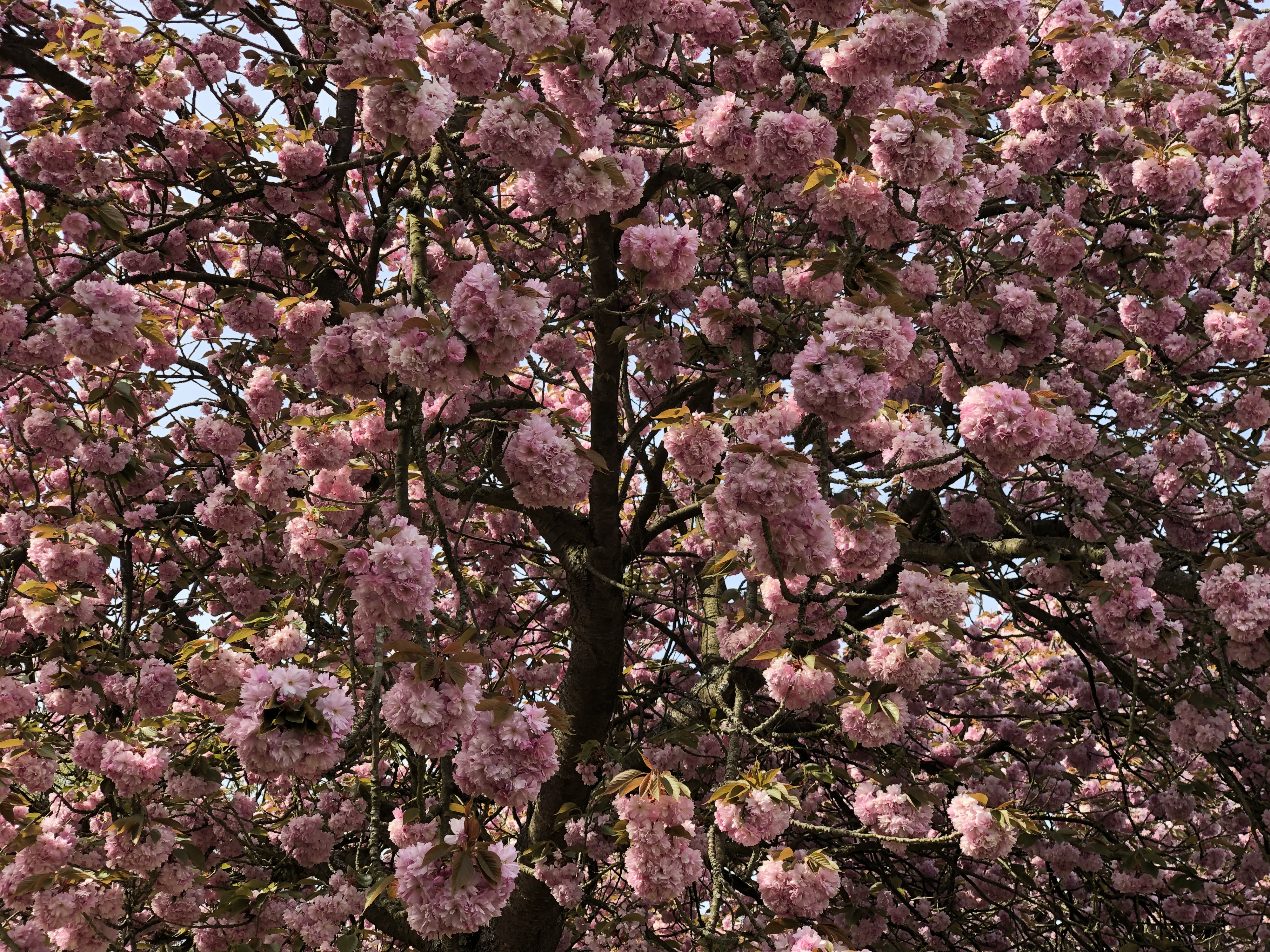 Picture France Parc de Sceaux 2019-04 93 - History Parc de Sceaux