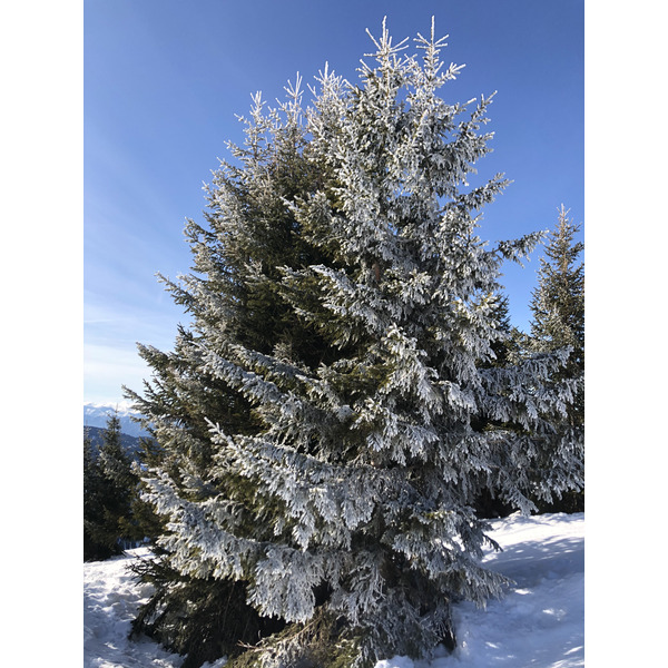 Picture France Praz sur Arly 2019-12 49 - Around Praz sur Arly