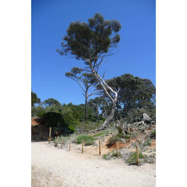 Picture France Porquerolles Island Courtade beach 2008-05 63 - Discovery Courtade beach