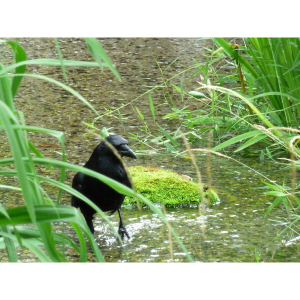 Picture Japan Kyoto Shosei en Garden 2010-06 8 - Around Shosei en Garden