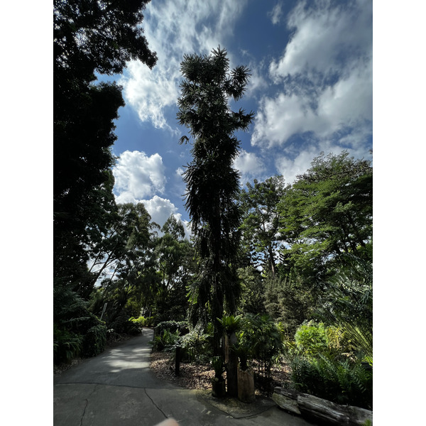 Picture Singapore Singapore Botanic Gardens 2023-01 42 - Center Singapore Botanic Gardens