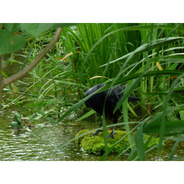 Picture Japan Kyoto Shosei en Garden 2010-06 78 - Tour Shosei en Garden