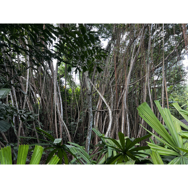 Picture Singapore Singapore Botanic Gardens 2023-01 24 - History Singapore Botanic Gardens