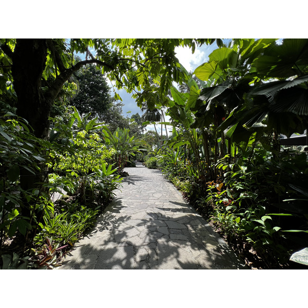 Picture Singapore Singapore Botanic Gardens 2023-01 67 - Recreation Singapore Botanic Gardens