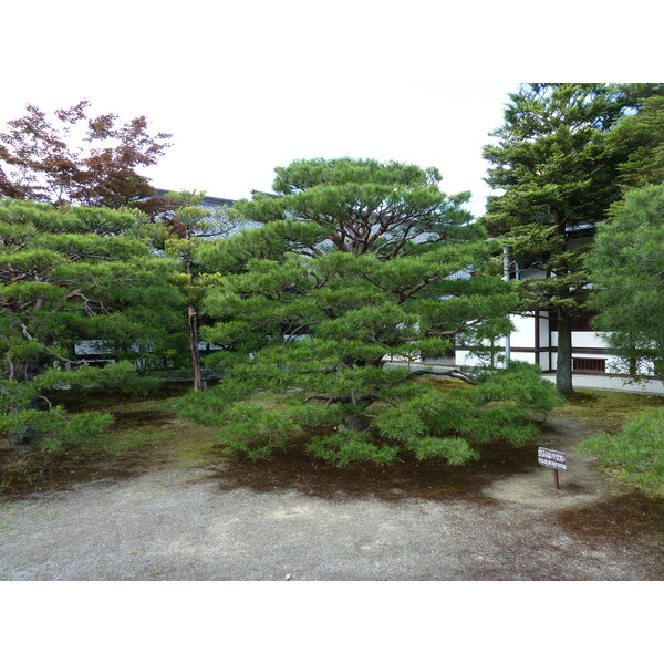 Picture Japan Kyoto Kyoto Imperial Palace 2010-06 147 - Tour Kyoto Imperial Palace