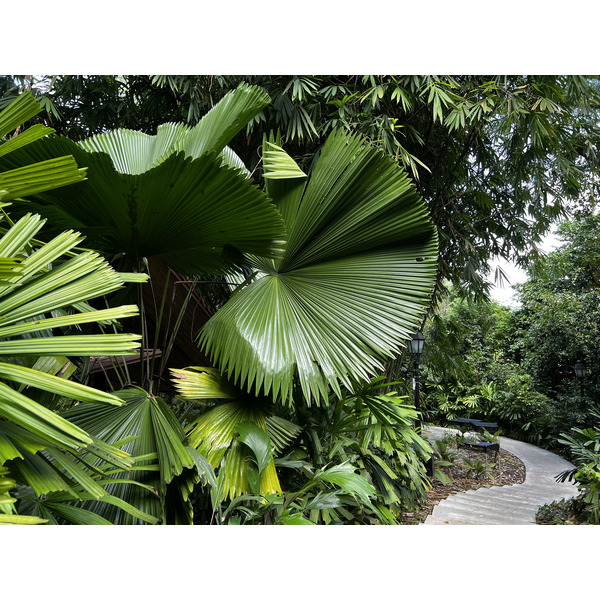 Picture Singapore Singapore Botanic Gardens 2023-01 21 - Journey Singapore Botanic Gardens