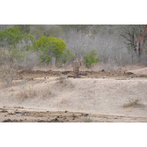 Picture South Africa Kruger National Park Mpondo 2008-09 26 - Discovery Mpondo