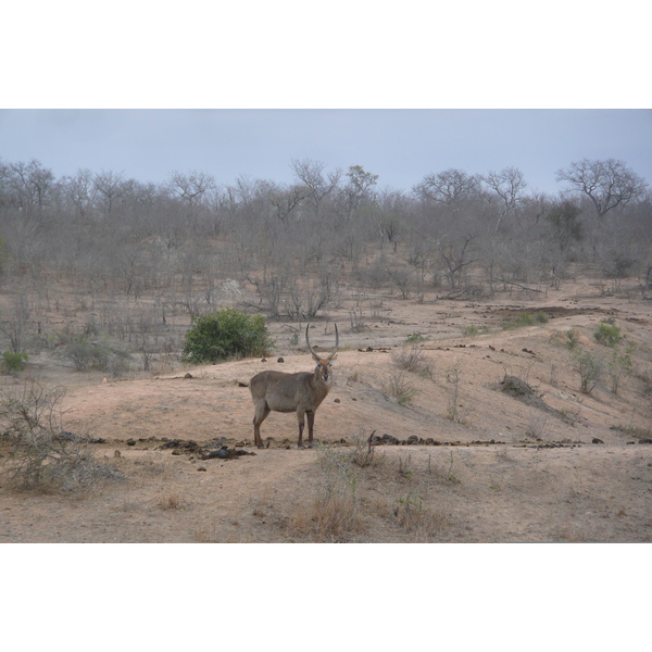 Picture South Africa Kruger National Park Mpondo 2008-09 21 - Journey Mpondo