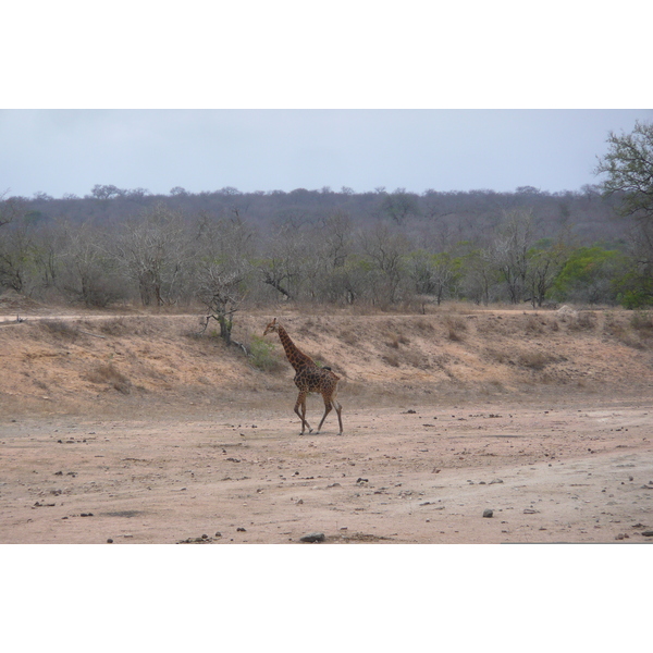 Picture South Africa Kruger National Park Mpondo 2008-09 10 - Around Mpondo