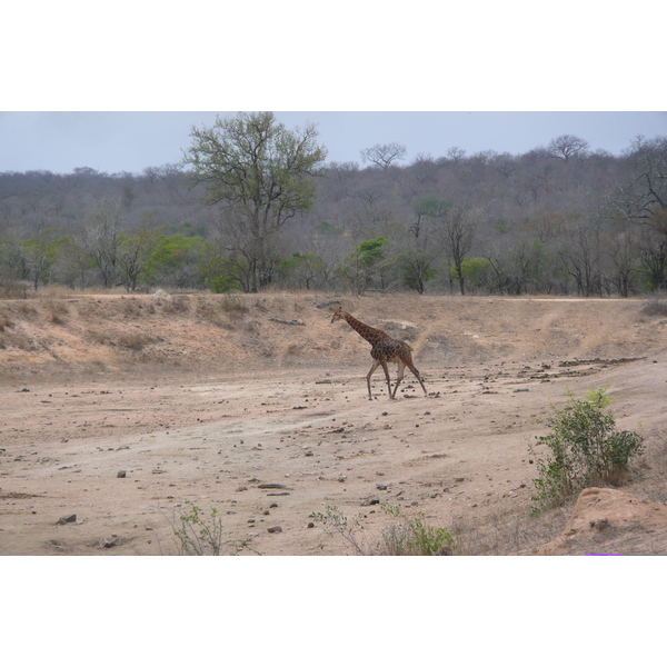 Picture South Africa Kruger National Park Mpondo 2008-09 1 - Tour Mpondo