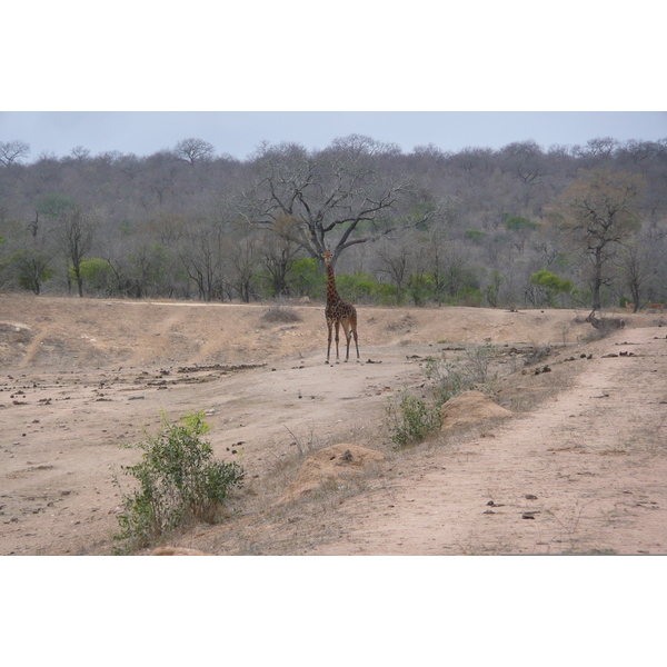 Picture South Africa Kruger National Park Mpondo 2008-09 14 - Center Mpondo