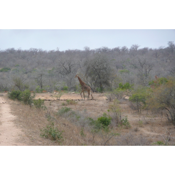 Picture South Africa Kruger National Park Mpondo 2008-09 9 - Tour Mpondo