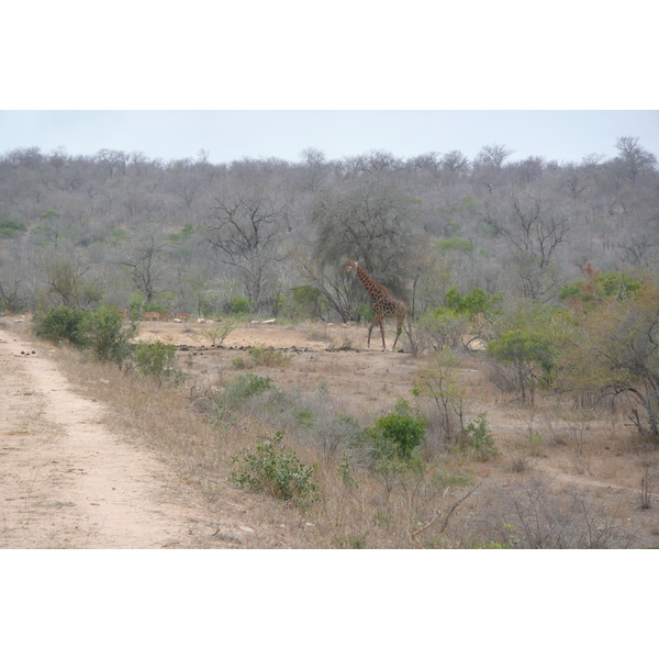 Picture South Africa Kruger National Park Mpondo 2008-09 7 - Journey Mpondo