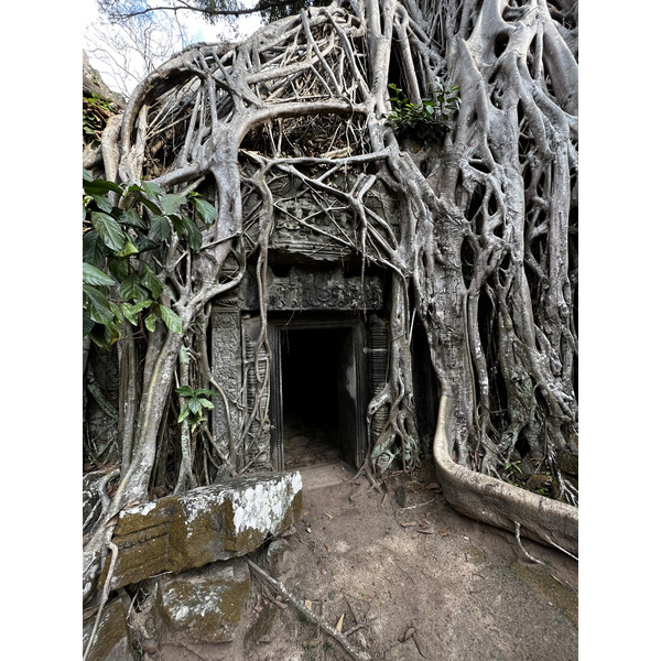 Picture Cambodia Siem Reap Ta Prohm 2023-01 29 - Center Ta Prohm