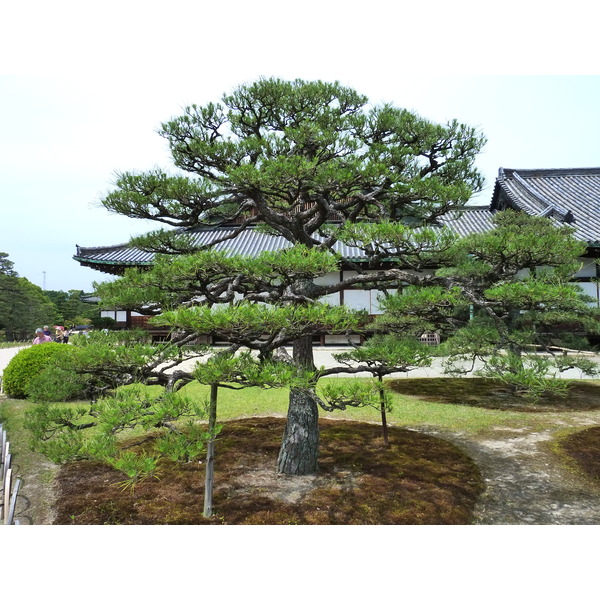 Picture Japan Kyoto Nijo Castle 2010-06 89 - Around Nijo Castle