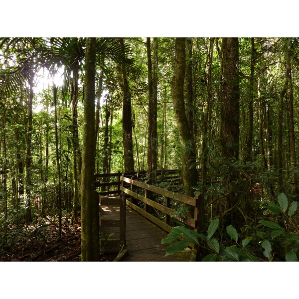 Picture New Caledonia Parc de la Riviere Bleue Le Grand Kaori 2010-05 50 - Tour Le Grand Kaori