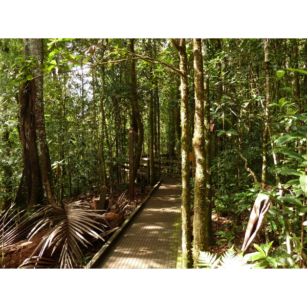 Picture New Caledonia Parc de la Riviere Bleue Le Grand Kaori 2010-05 52 - Journey Le Grand Kaori