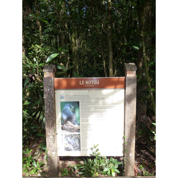 Picture New Caledonia Parc de la Riviere Bleue Le Grand Kaori 2010-05 3 - Tour Le Grand Kaori