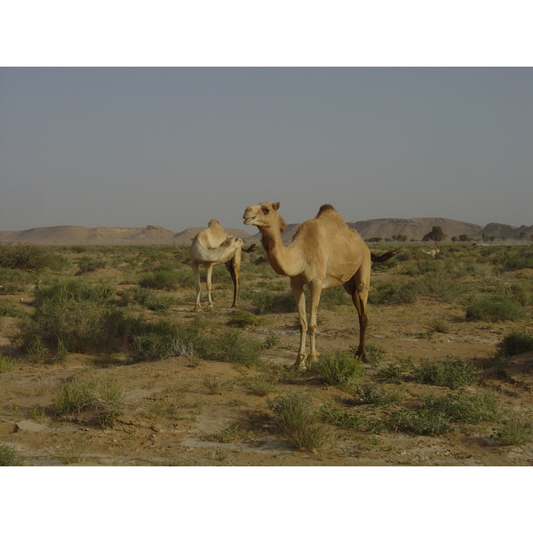 Picture Sultanate of Oman Buraimi to Mahada road 2005-03 35 - Tours Buraimi to Mahada road