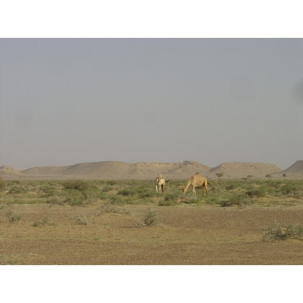 Picture Sultanate of Oman Buraimi to Mahada road 2005-03 27 - Around Buraimi to Mahada road