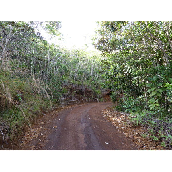 Picture New Caledonia Parc de la Riviere Bleue 2010-05 132 - Discovery Parc de la Riviere Bleue