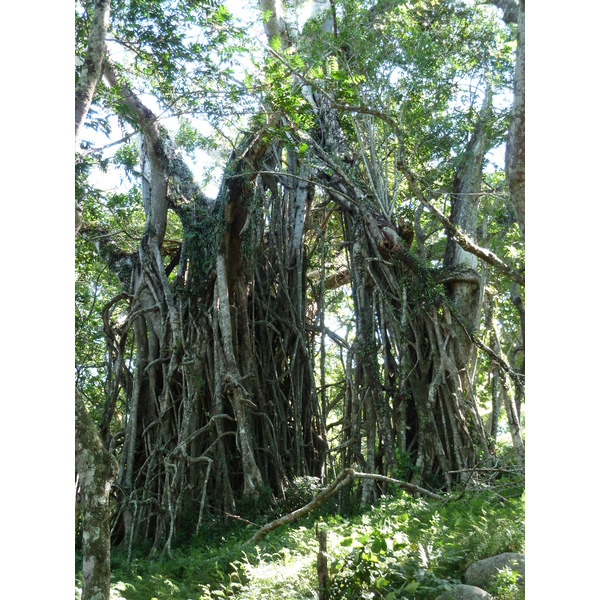 Picture Fiji Tavuni Hill Fort 2010-05 12 - Tours Tavuni Hill Fort