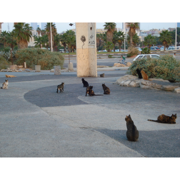 Picture Israel Tel Aviv Tel Aviv Sea Shore 2006-12 91 - Discovery Tel Aviv Sea Shore