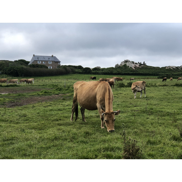 Picture France Brehat Island 2020-06 24 - Journey Brehat Island