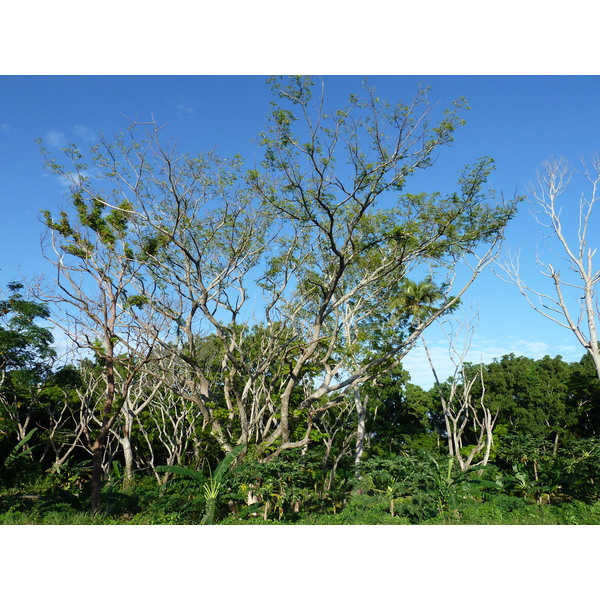 Picture Fiji Nadi to Sigatoka road 2010-05 7 - Tour Nadi to Sigatoka road