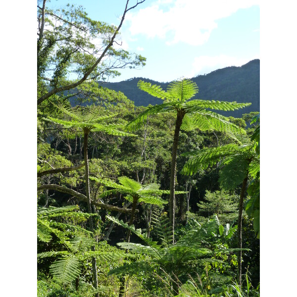 Picture New Caledonia Canala to La Foa road 2010-05 59 - Discovery Canala to La Foa road