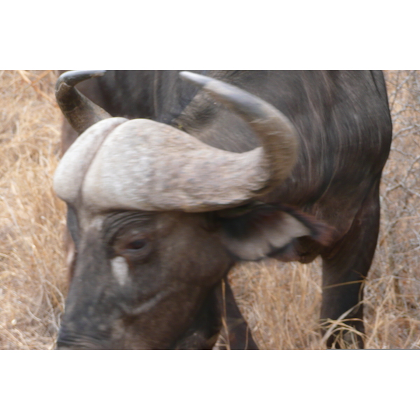 Picture South Africa Kruger National Park Sable River 2008-09 12 - Discovery Sable River