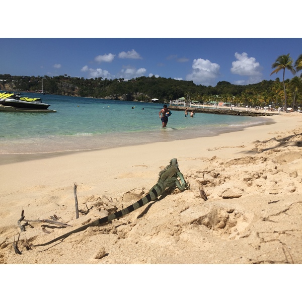 Picture Guadeloupe La Caravelle Beach 2021-02 88 - Discovery La Caravelle Beach