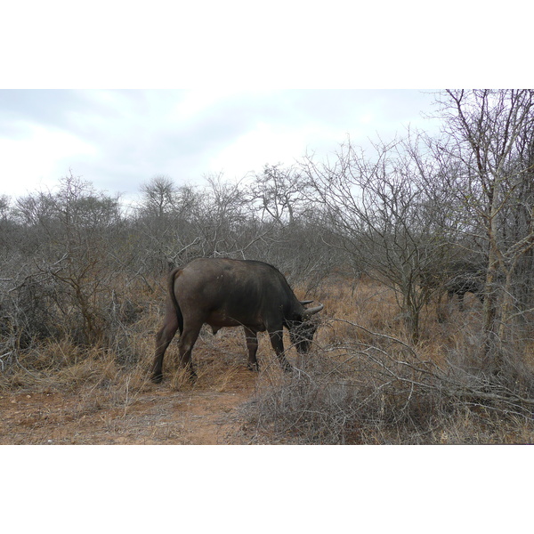 Picture South Africa Kruger National Park Sable River 2008-09 4 - Tour Sable River