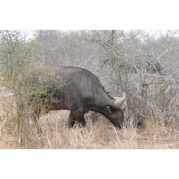 Picture South Africa Kruger National Park Sable River 2008-09 20 - Recreation Sable River