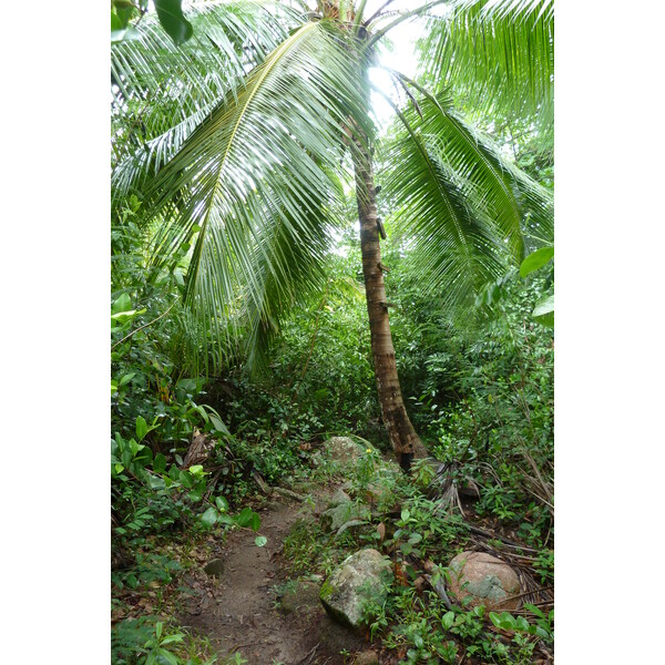 Picture Seychelles Anse Lazio 2011-10 125 - Around Anse Lazio