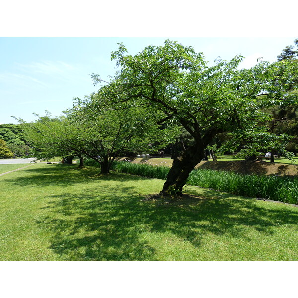 Picture Japan Tokyo Hama rikyu Gardens 2010-06 4 - Recreation Hama rikyu Gardens