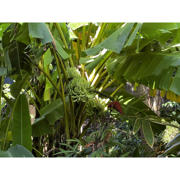 Picture Thailand Phuket Kata Beach Kata Garden Resort 2021-12 21 - History Kata Garden Resort