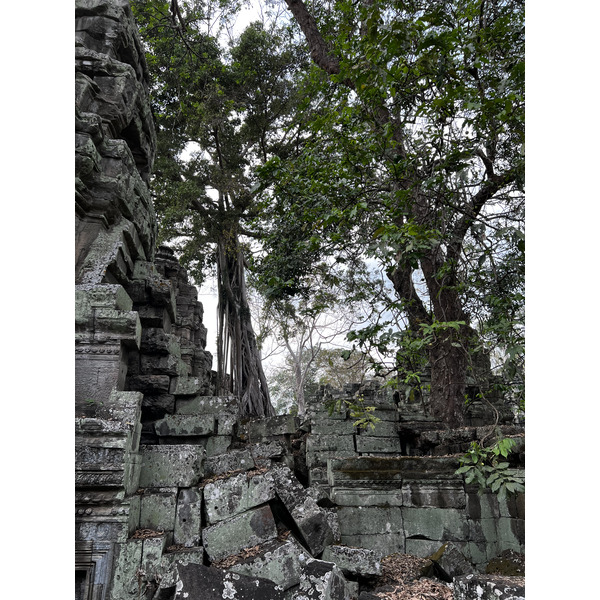 Picture Cambodia Siem Reap Ta Prohm 2023-01 6 - Tour Ta Prohm