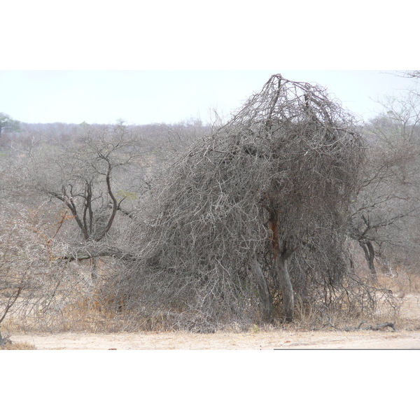 Picture South Africa Kruger National Park 2008-09 3 - History Kruger National Park