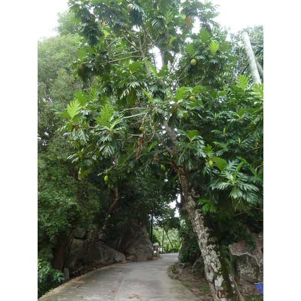 Picture Seychelles La Digue 2011-10 200 - Tours La Digue