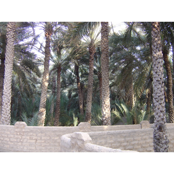 Picture United Arab Emirates Al Ain Al Ain Oasis 2005-03 31 - Discovery Al Ain Oasis