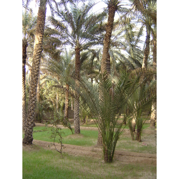 Picture United Arab Emirates Al Ain Al Ain Oasis 2005-03 27 - Center Al Ain Oasis