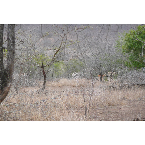 Picture South Africa Kruger National Park Mpondo 2008-09 11 - Journey Mpondo