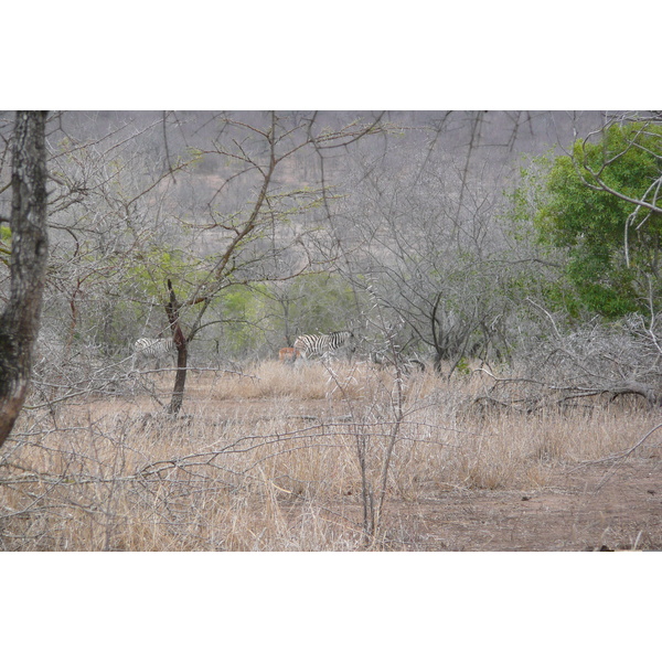 Picture South Africa Kruger National Park Mpondo 2008-09 12 - Journey Mpondo