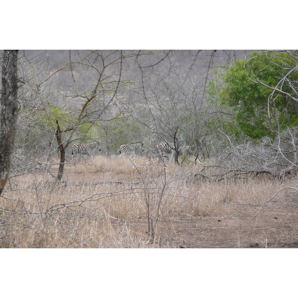 Picture South Africa Kruger National Park Mpondo 2008-09 6 - Journey Mpondo