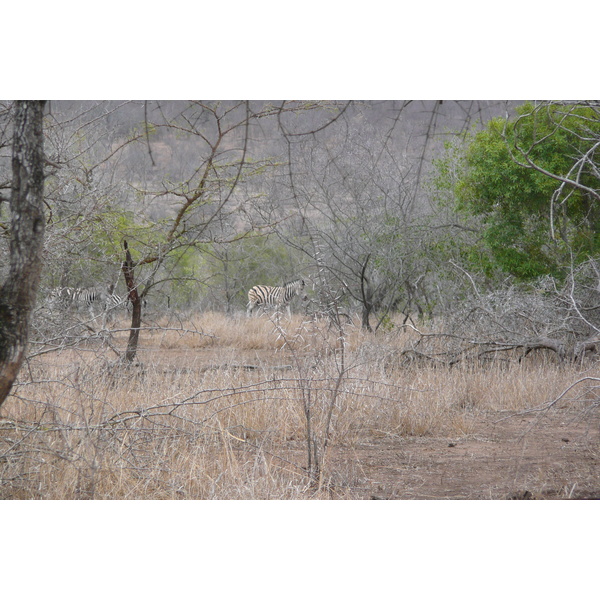 Picture South Africa Kruger National Park Mpondo 2008-09 18 - Tour Mpondo